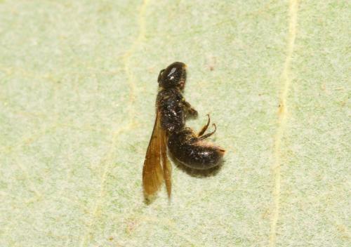 Chelostoma foveolatum